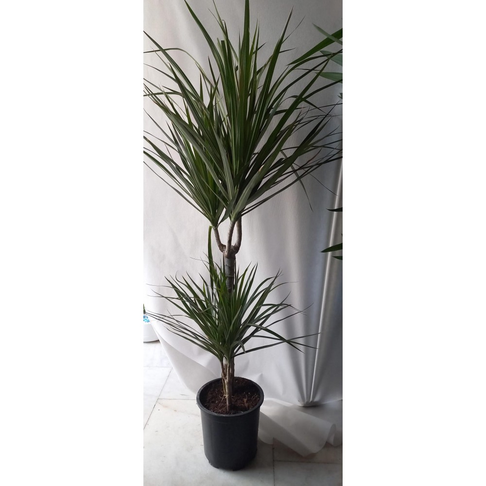 Marginata Büyük Boy 2li
